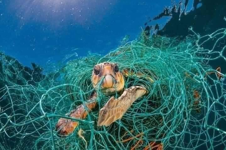 Sportweb.club Is Commited To The Environment. A strategy to combat plastic pollution in our oceans, ensuring a cleaner and more sustainable marine ecosystem for future generations.